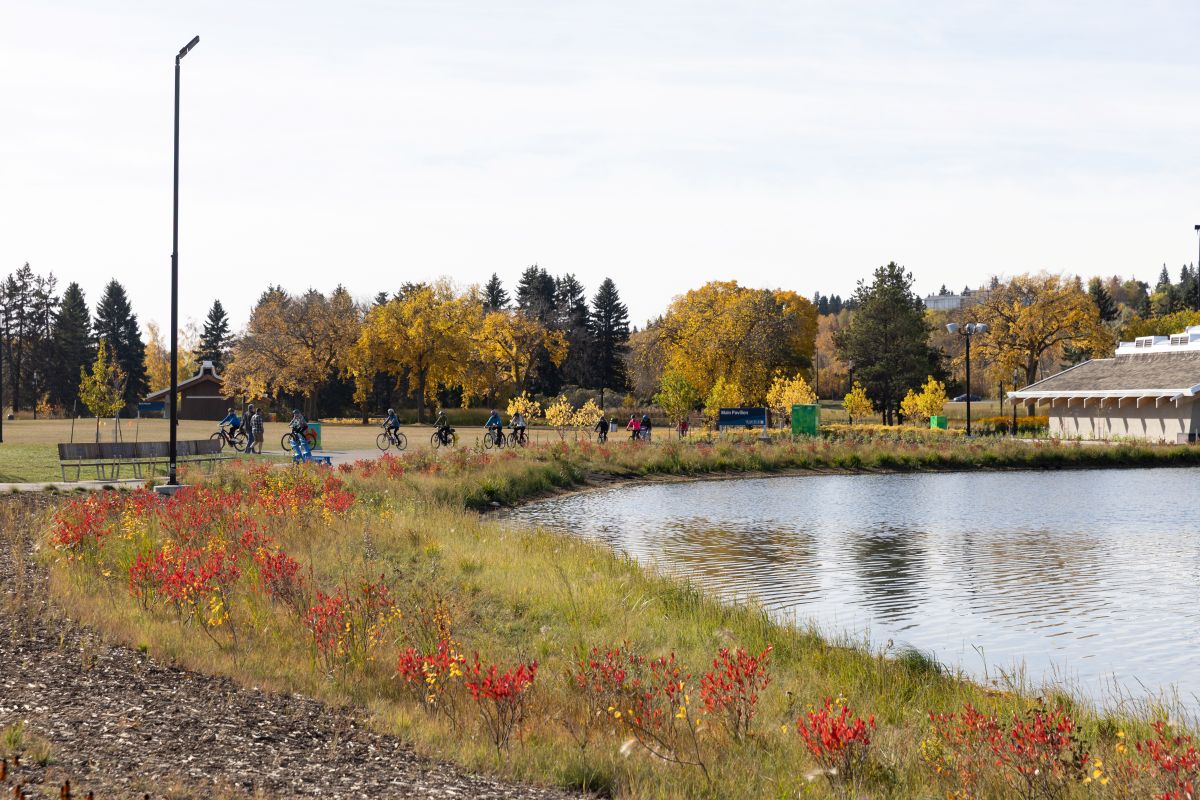 Wildflower meadow with colorful daisies in foreground, pine forest and lake below, and rocky mountain cliffs in soft sunlight.