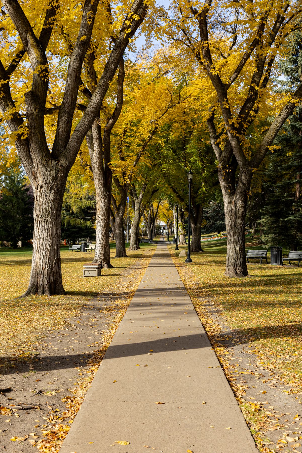 Walking path with fall colours
