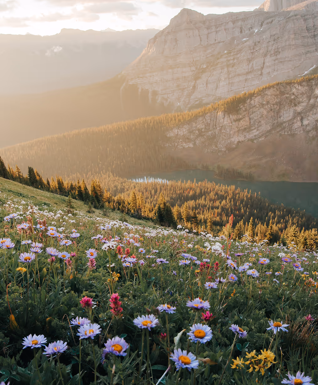 Wildflower meadow with colorful daisies in foreground, pine forest and lake below, and rocky mountain cliffs in soft sunlight.
